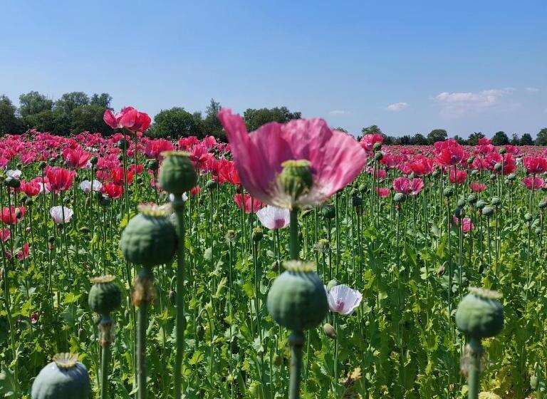 Gastenverblijf Op De Prins Hendrik Hoeve In Buren