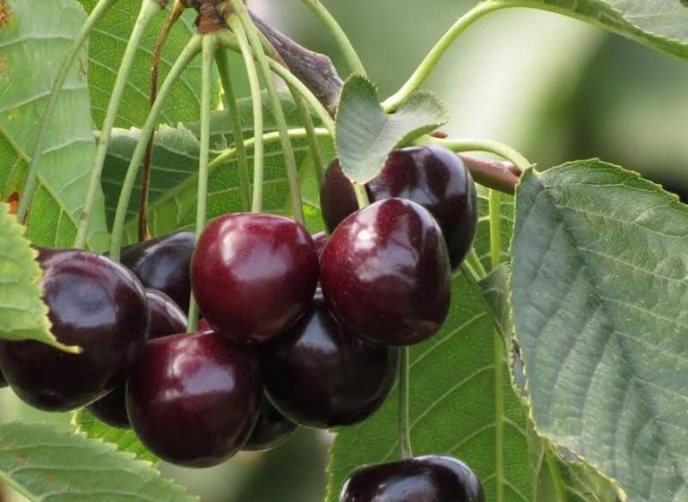 Gastenverblijf Op De Prins Hendrik Hoeve In Buren