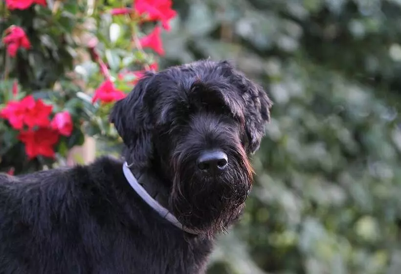 Hotel Saarlandtraum Weihermühle