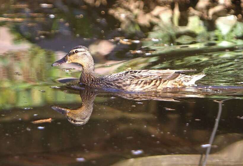 酒店 Saarlandtraum Weihermühle