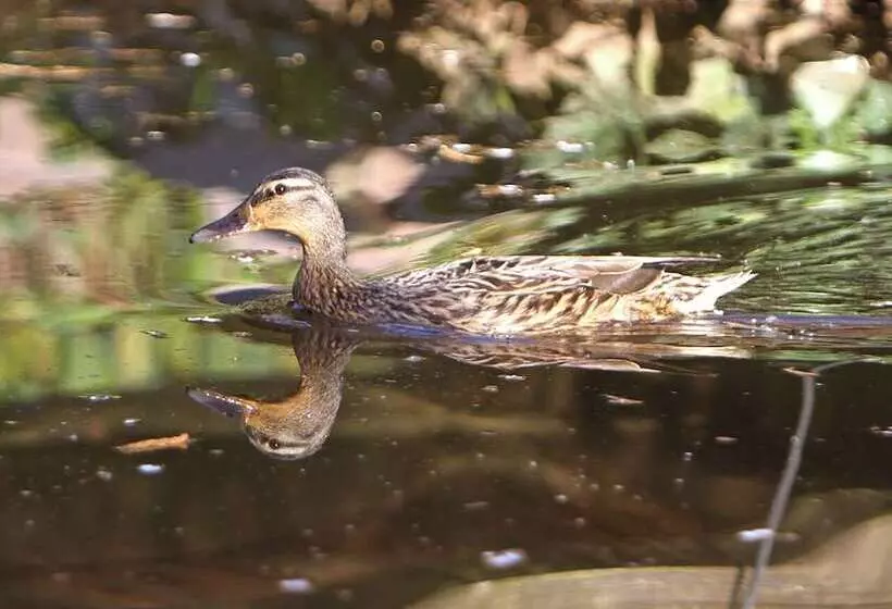 Hotel Saarlandtraum Weihermühle