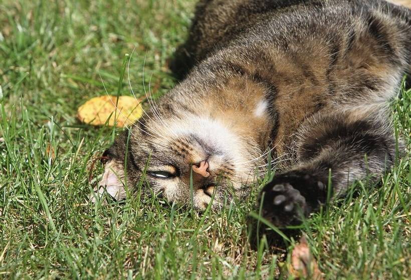 酒店 Saarlandtraum Weihermühle