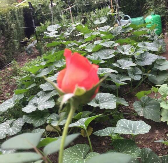 Studio Rue De Jardin