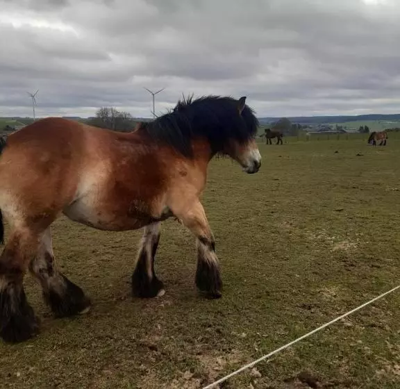 Aamiaismajoitus (B&B) Les Chambres De La Fontaine De Brul