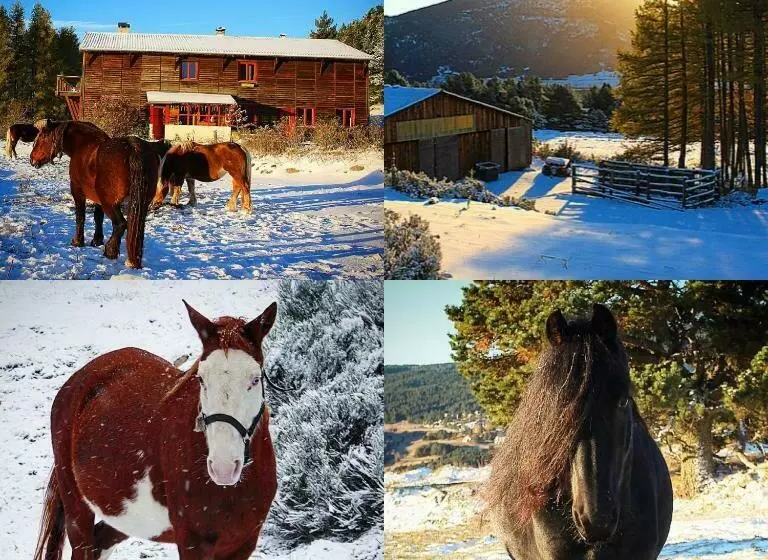 ベッドアンドブレックファースト Gîte Ranch Le Serpolet