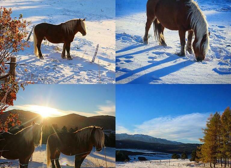 Bed and Breakfast Gîte Ranch Le Serpolet