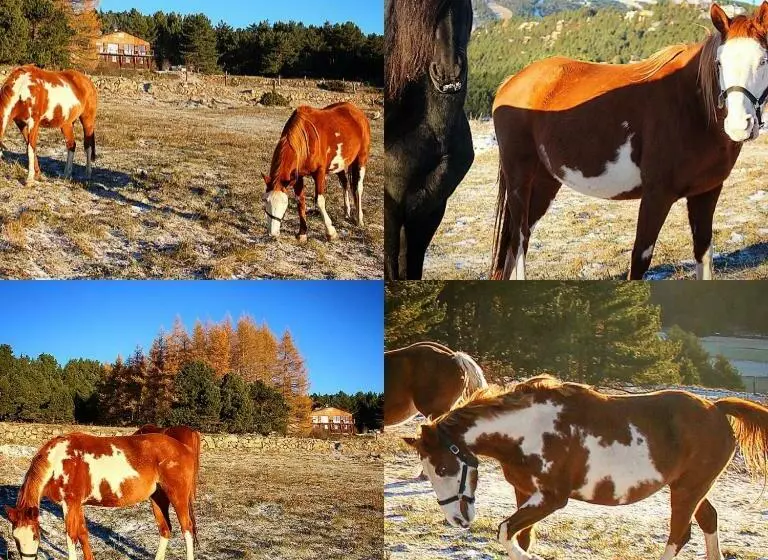 ベッドアンドブレックファースト Gîte Ranch Le Serpolet