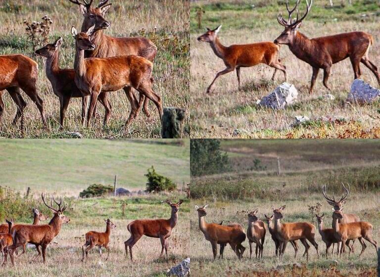 Bed and Breakfast Gîte Ranch Le Serpolet
