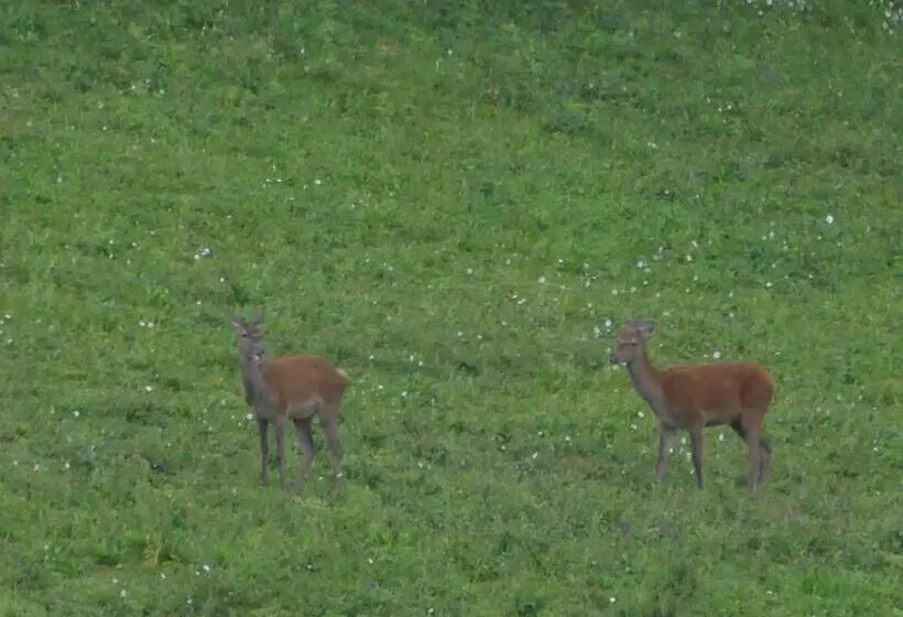 Aamiaismajoitus (B&B) Source Nature