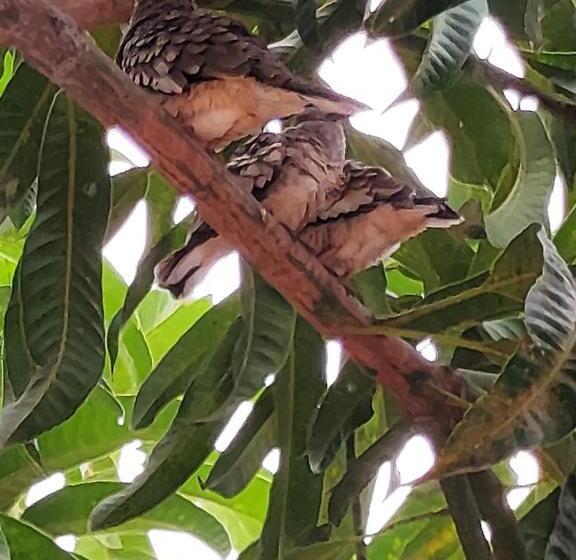 Pansiyon Pousada Aconchego Santarém