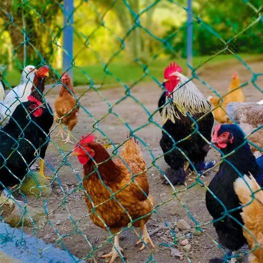 リゾートホテル Fazenda Dos Caetés