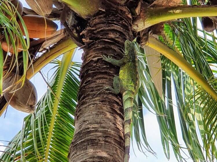 تختخواب و صبحانه Abaai Resort