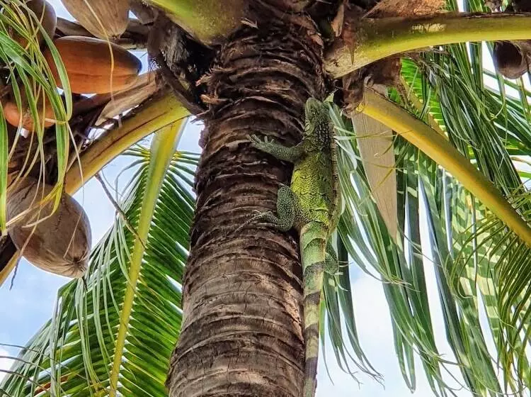 تختخواب و صبحانه Abaai Resort