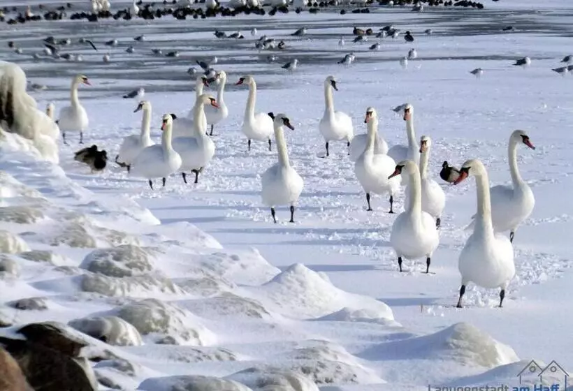 ホテル Lagunenstadt Am Haff Gmbh