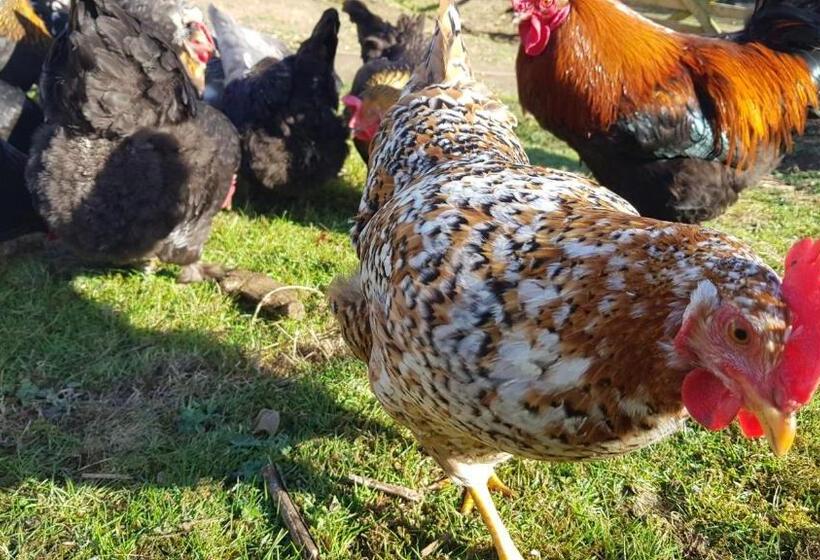 Bed and Breakfast Ronachan