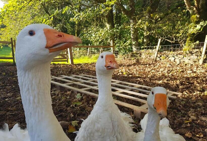 Bed and Breakfast Ronachan