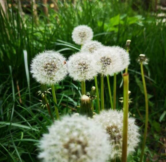 הוסטל Riverside Komani Lake