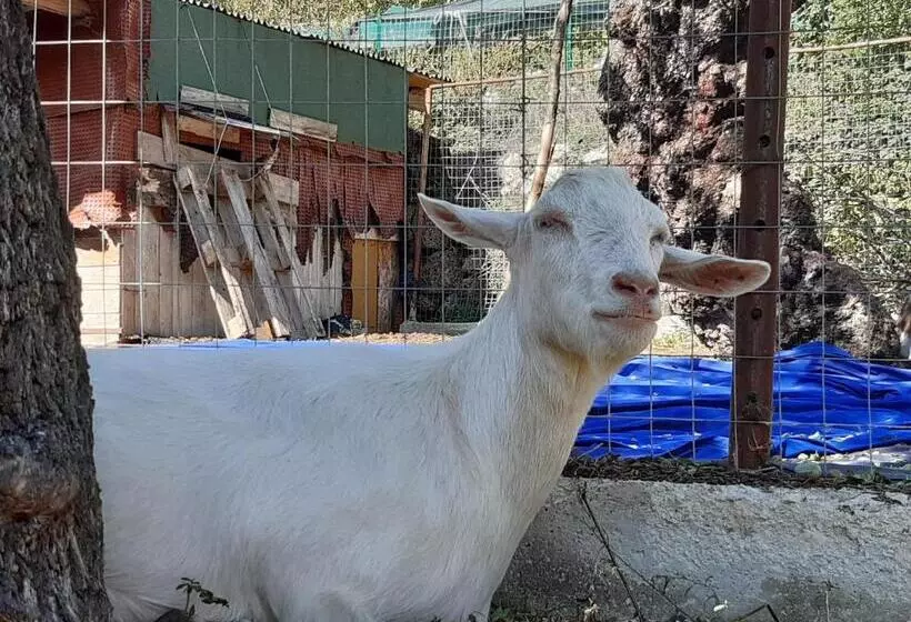 Aamiaismajoitus (B&B) Il Girasole