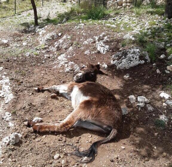 Nocleg ze śniadaniem Il Girasole