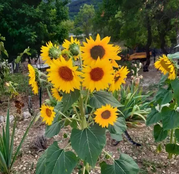 Aamiaismajoitus (B&B) Il Girasole
