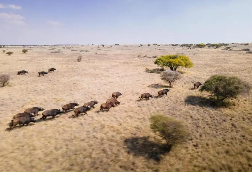 ペンション Leeuwkop Hunting Safaris