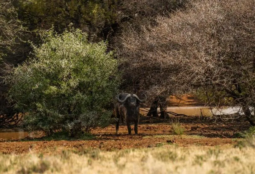 ペンション Leeuwkop Hunting Safaris