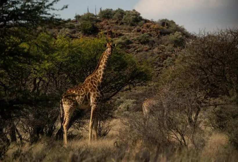 ペンション Leeuwkop Hunting Safaris
