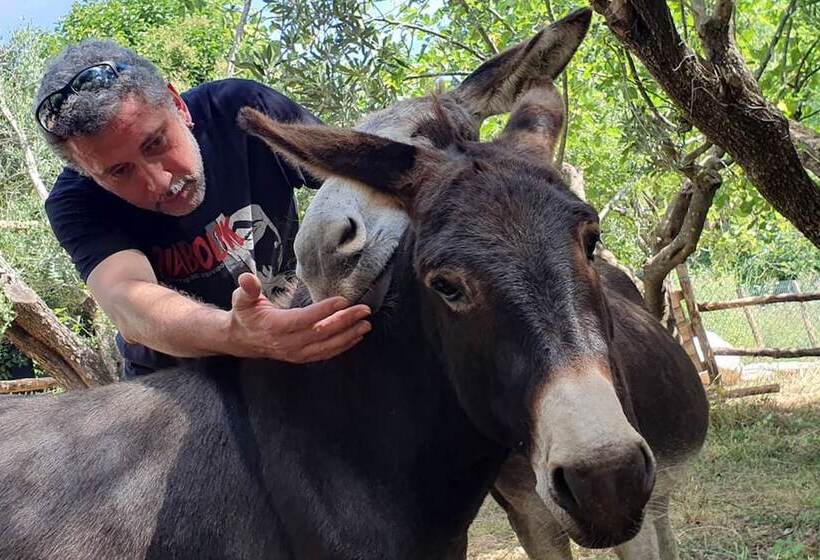 Wiki Hostel & Greenvillage