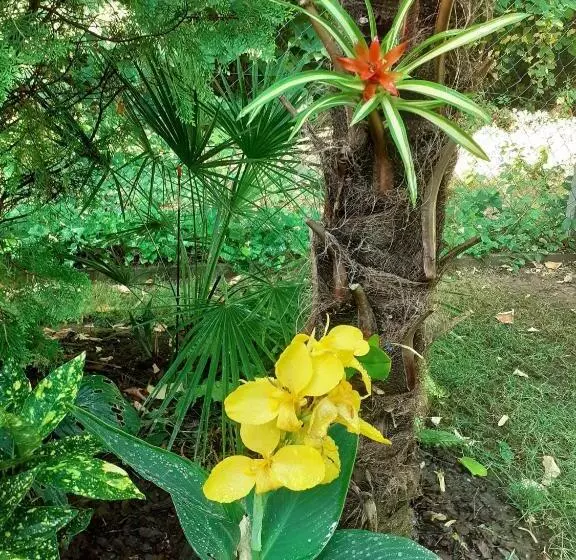 House W Little Tropical Garden