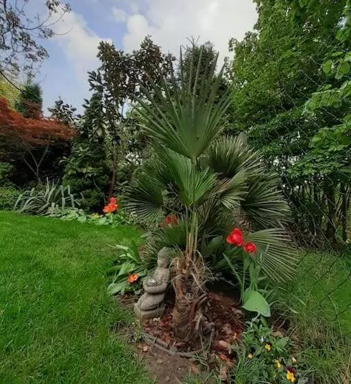 House W Little Tropical Garden