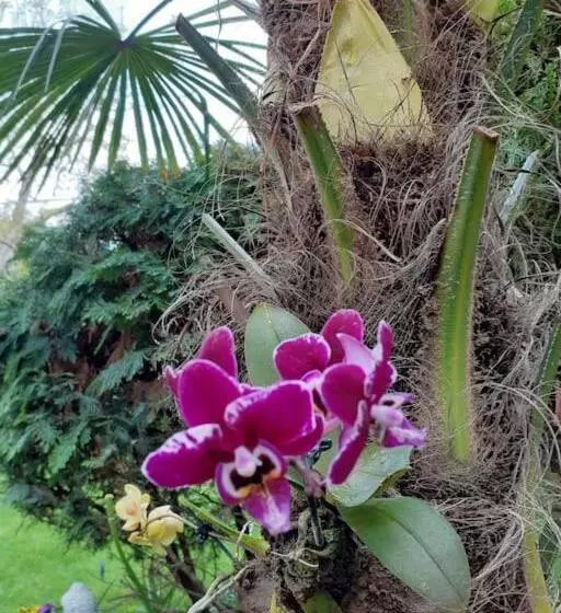 House W Little Tropical Garden