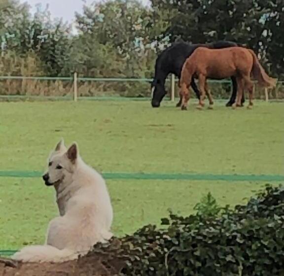 Le Cheval D’en Fer