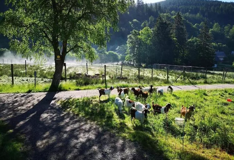Schwalbennest A69066