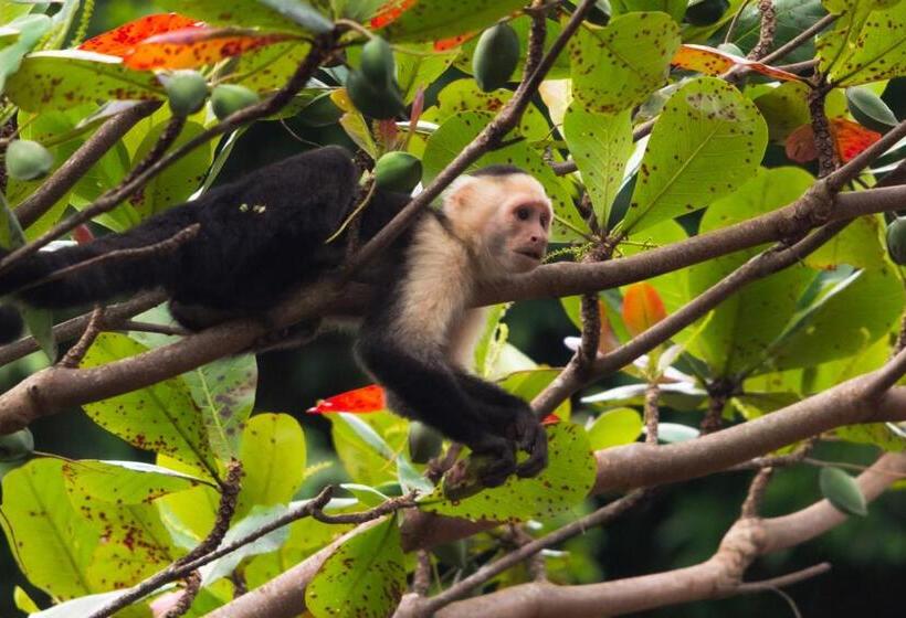 Auberge Hôtelière Bastimentos Hill Guest House