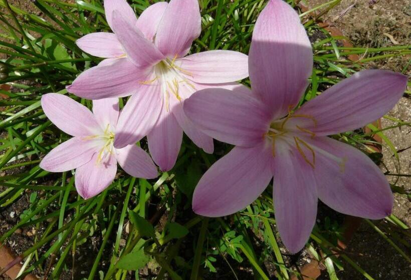 بنسيون Villa Yucca