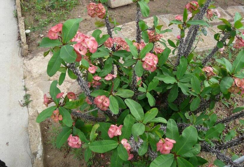 بنسيون Villa Yucca