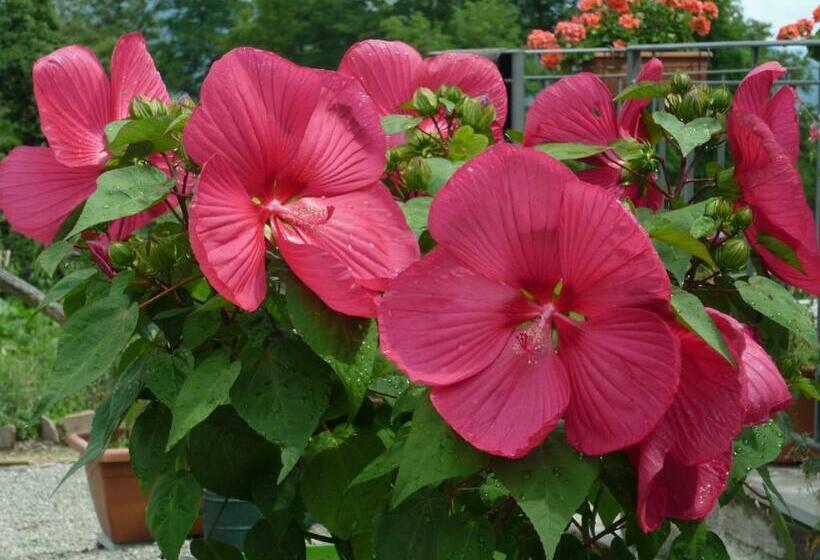 צימר Il Poggio Di Traverde