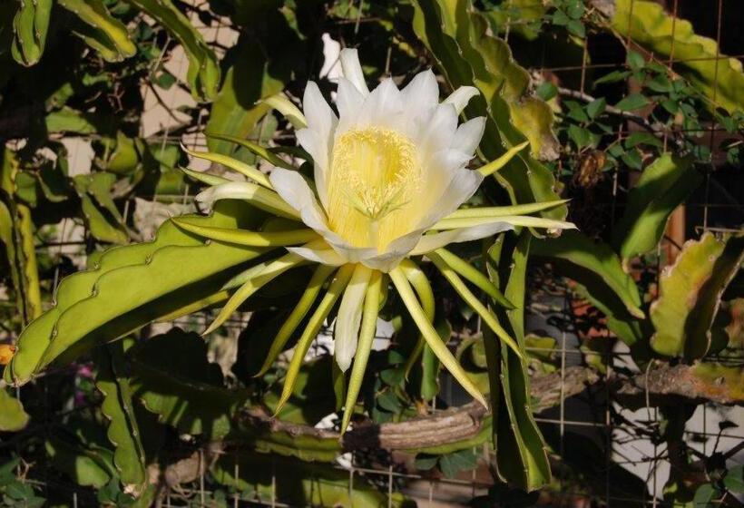 Пансион La Baia Apartments