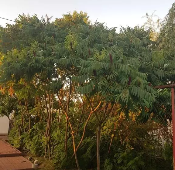 پانسیون Vila Sura Razoare