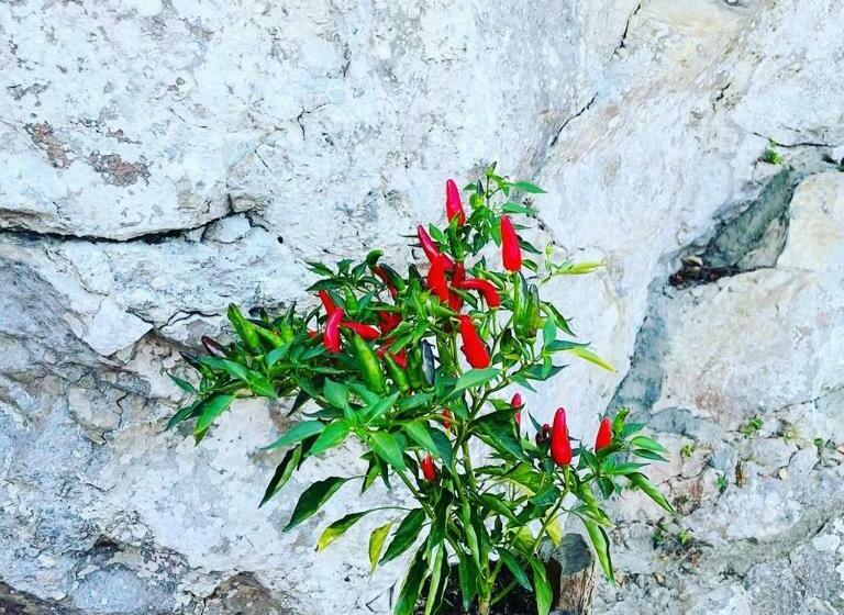 مبيت وإفطار Casa La Roccia