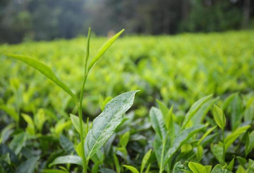 فندق Vista Suites Doddabetta Ooty By Bestinn Leisure