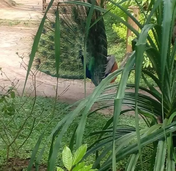 پانسیون Home In The Island