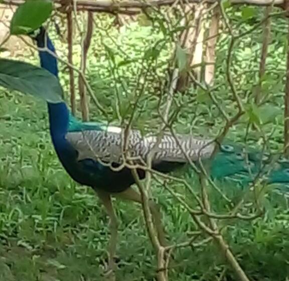 Panzió Home In The Island