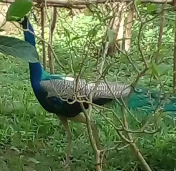 پانسیون Home In The Island