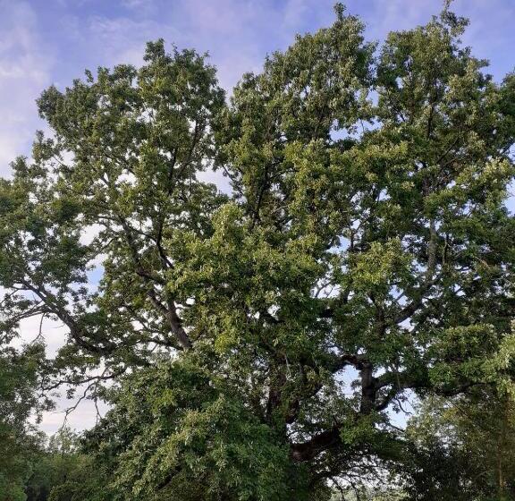 Gîte En Pleine Nature, A La Douceur Des Chênes