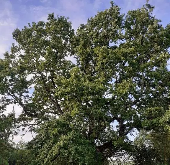 Gîte En Pleine Nature, A La Douceur Des Chênes