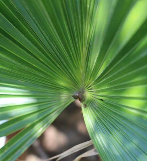 Hotel Palomar Ecocabaña
