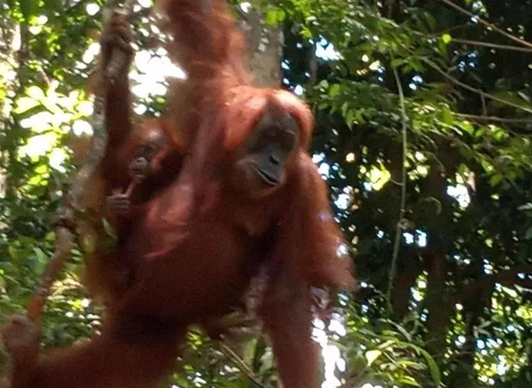 ユースホステル Jungle Treking & Jungle Tour If You Want To Stay Here,you Must Book Treking Only With Us