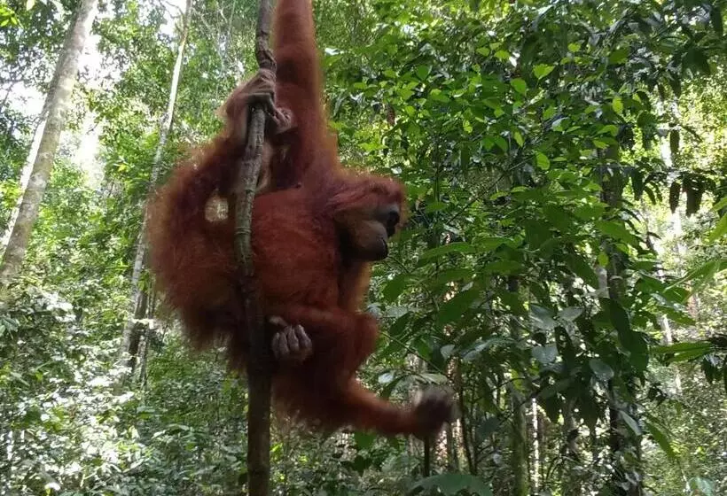 ユースホステル Jungle Treking & Jungle Tour If You Want To Stay Here,you Must Book Treking Only With Us
