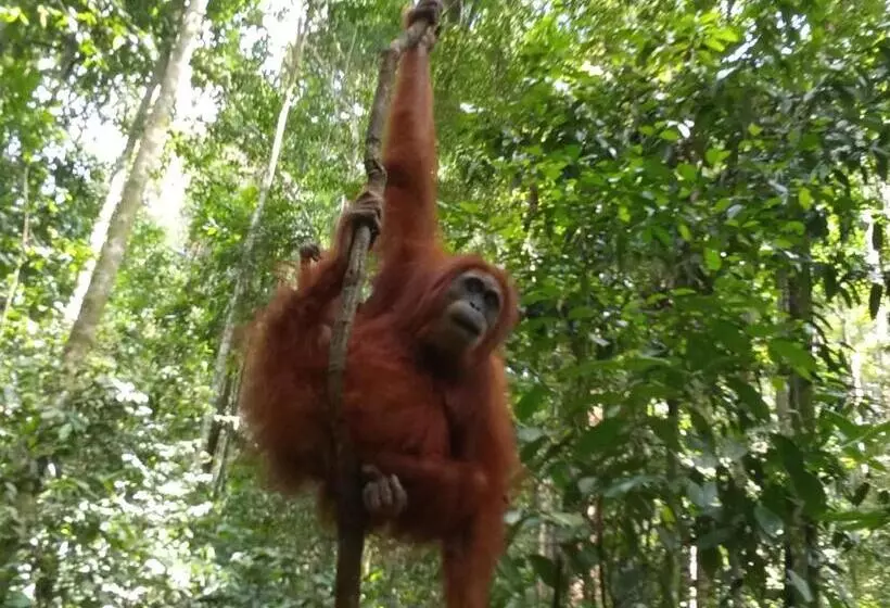 ユースホステル Jungle Treking & Jungle Tour If You Want To Stay Here,you Must Book Treking Only With Us